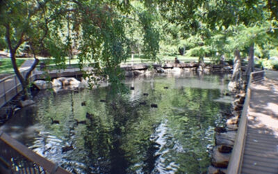 BYU Botany Duck Pond